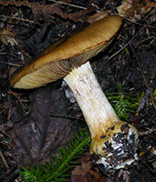 Cortinarius mucosus.